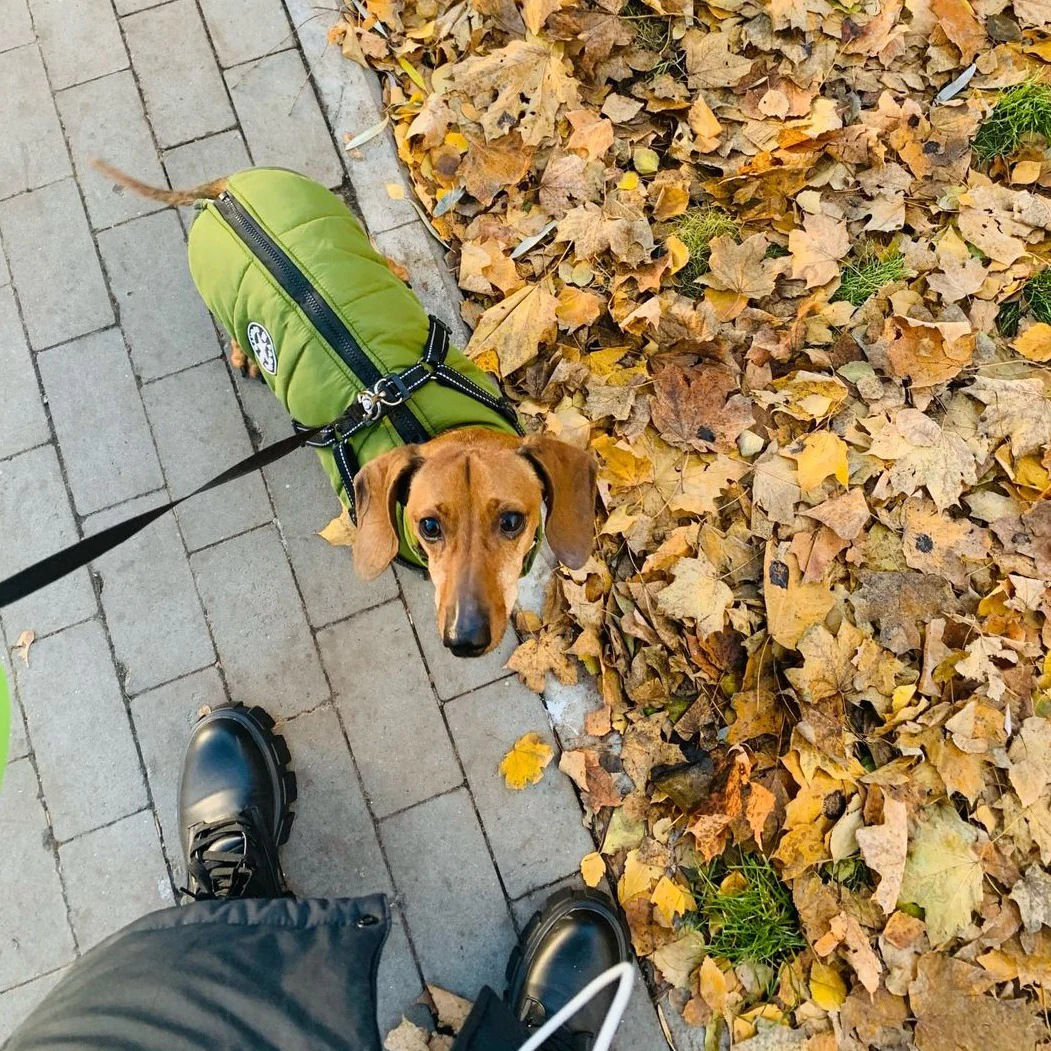 Style Your Pup Every Season